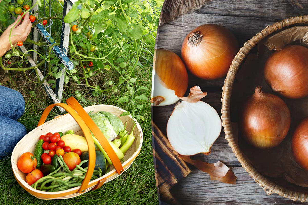 Ce sa plantezi dupa ceapa in gradina