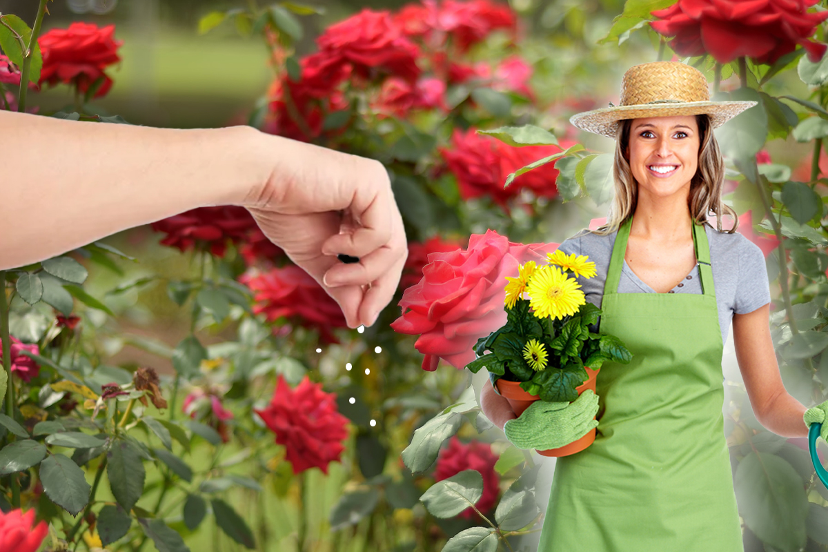 Ce să presari în pământul florilor din ghiveci pentru a scăpa de dăunători. Trucul genial