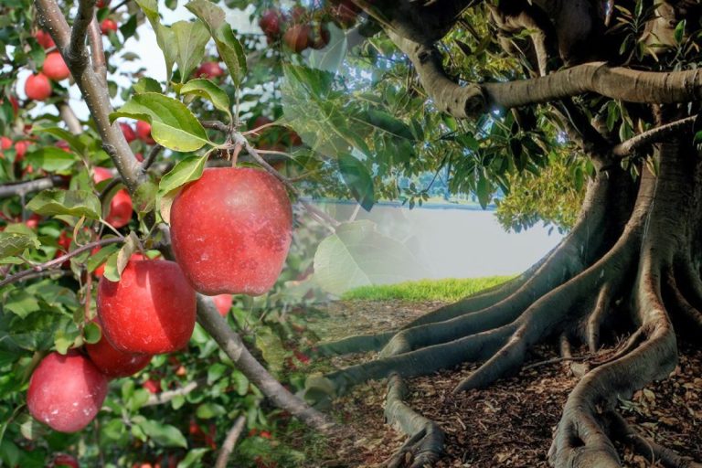 Ce să pui la rădăcina merilor ca să facă multe fructe. Trucul la care apelează grădinarii iscusiți