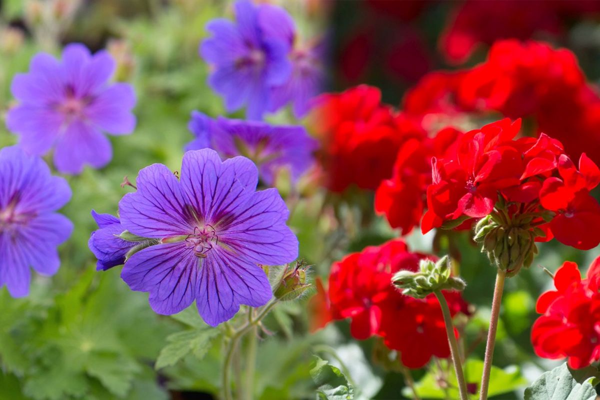 Ce trebuie să faci pentru ca mușcatele să înflorească spectaculos. 4 ponturi de la grădinarii cu experiență