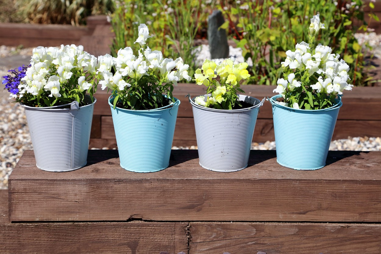 Cel mai bun ingrasamant natural pentru a accelera inflorirea plantelor