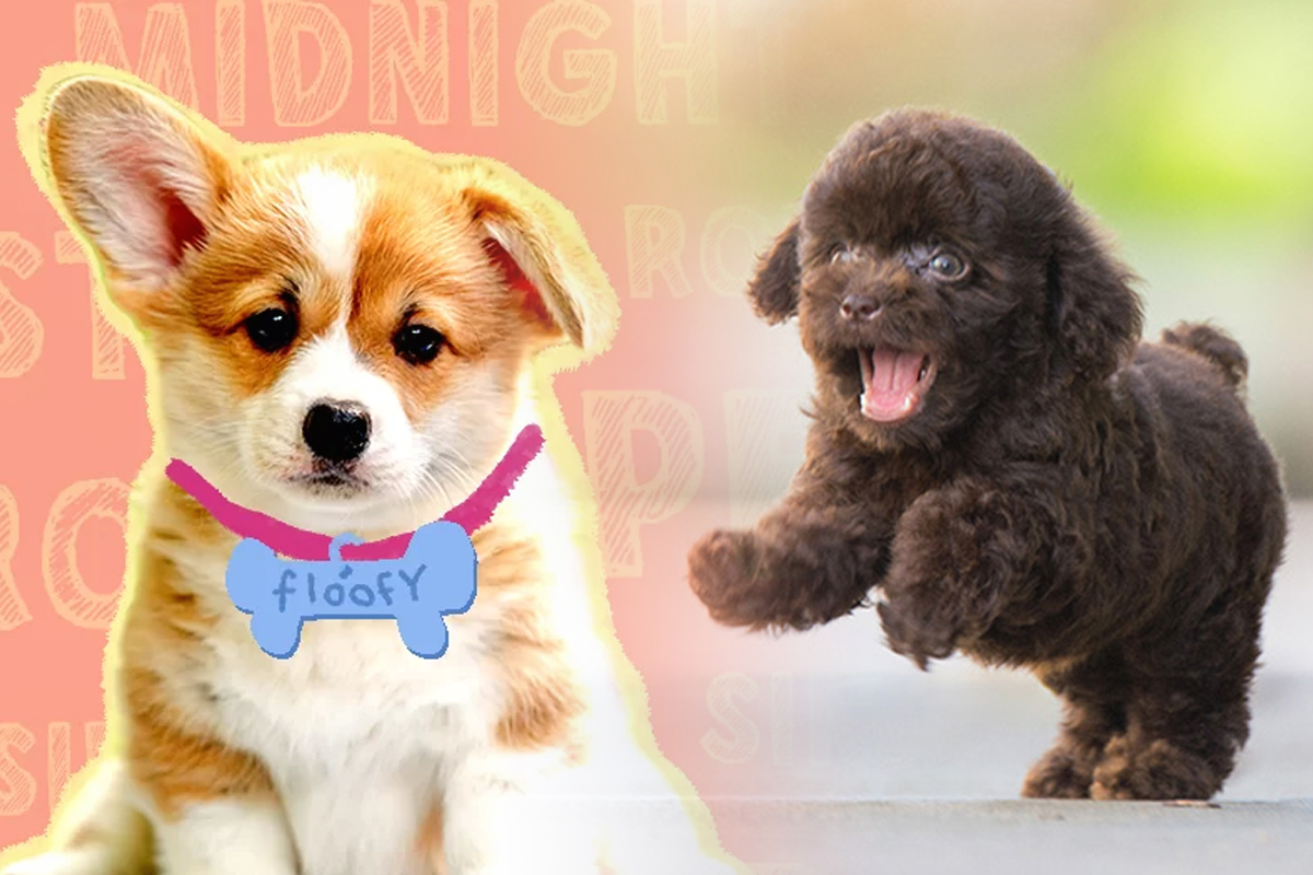 Cele mai frumoase nume de caini