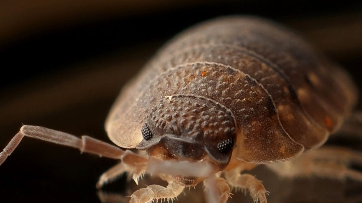 Combaterea ploșnițelor de pat