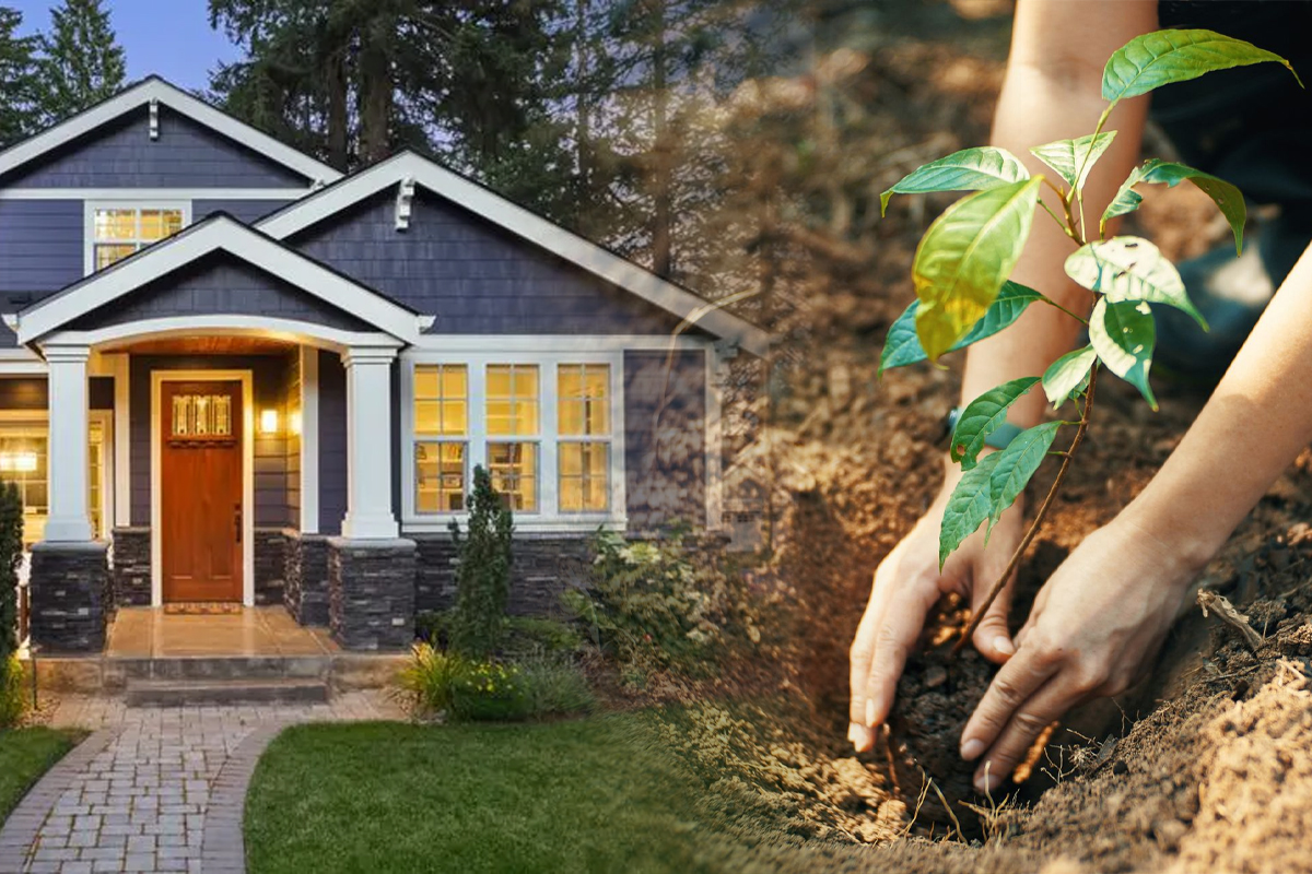 Copacul pe care sa-l plantezi langa casa pentru noroc. Asa vei fi ocolit de necazuri si ghinion