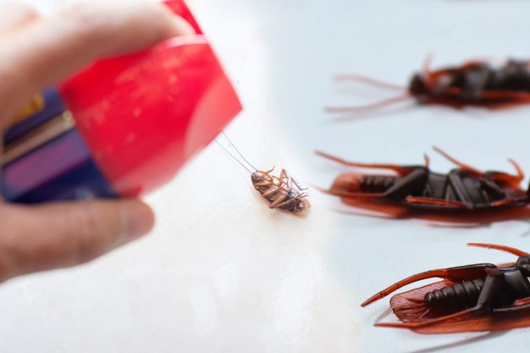 Cu ce să pulverizezi în casă pentru a ține gândacii departe de locuința ta. Amestecul eficient, ai nevoie de aceste 4 ingrediente banale