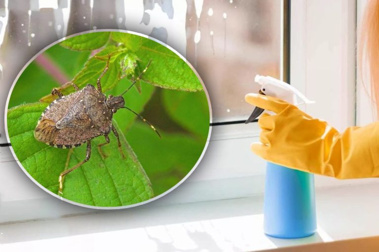 Cu ce să pulverizezi la fereastră pentru a ține la distanță gândacii mirositori de casa ta. Trucul genial