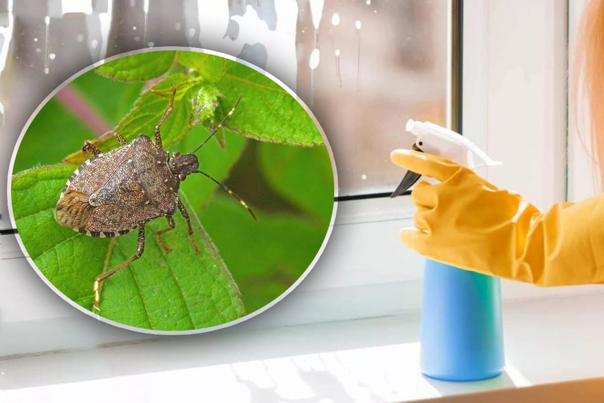 Cu ce sa pulverizezi la fereastra pentru a tine la distanta gandacii mirositori de casa ta