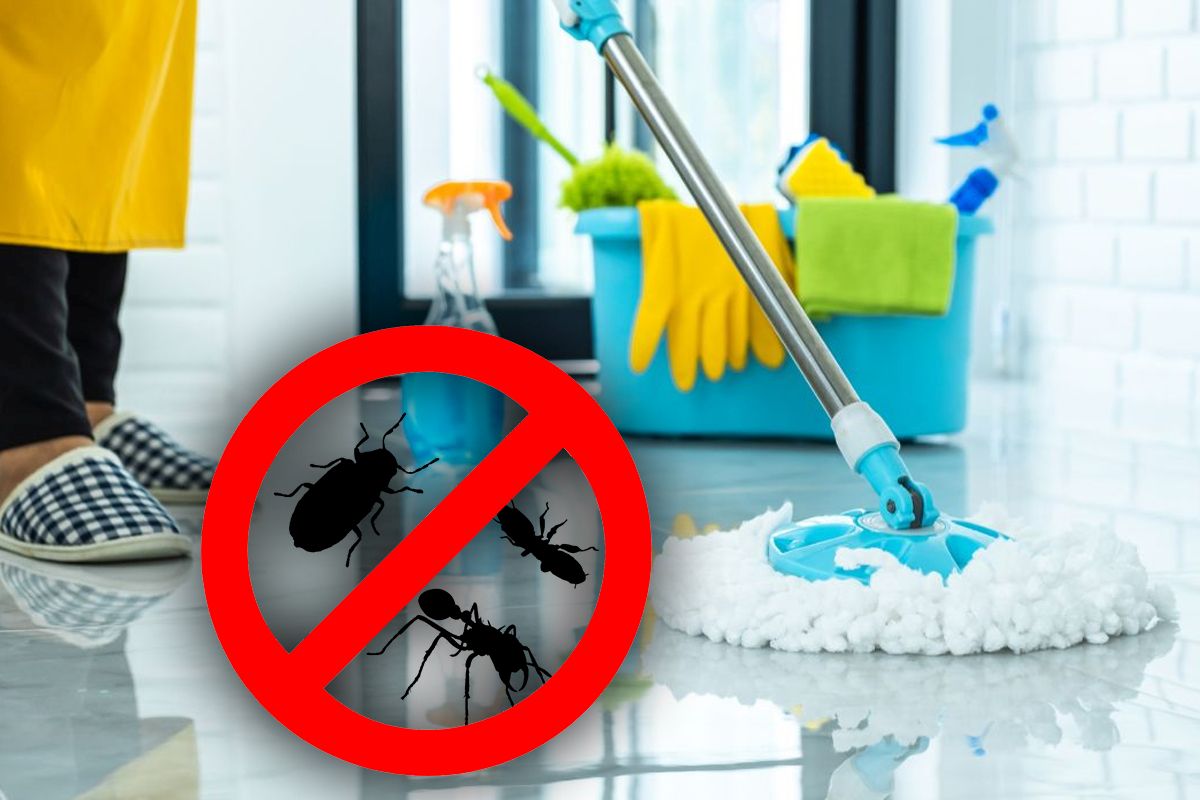 Cu ce să speli podeaua pentru a ține gândacii la distanță de casa ta. Trucul e genial