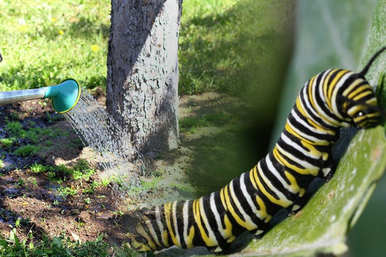 Cu ce să stropești pomii ca să scapi de omizi. Amestecul bio folosit de pomicultorii experimentați