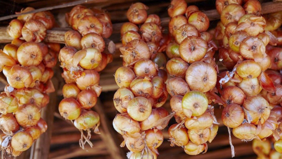 Cum depozitezi ceapa pentru iarnă