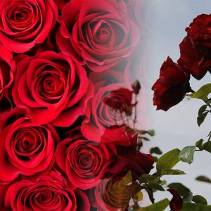 Ce să pui în pământul trandafirilor ca să nu se ofilească. Trucul extraordinar pentru flori bogate și sănătoase