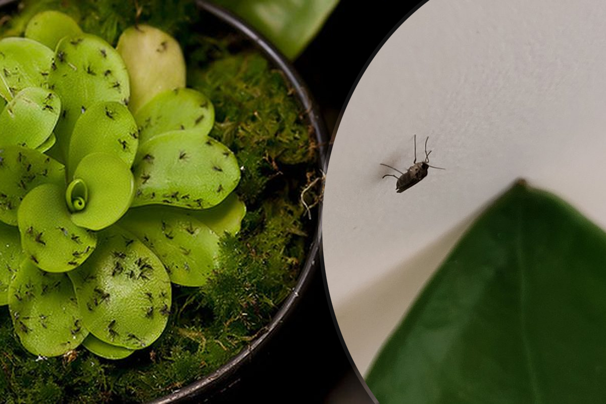 Cum scapi de musculitele din ghivecele cu flori. 3 metode simple care rezolva imediat problema