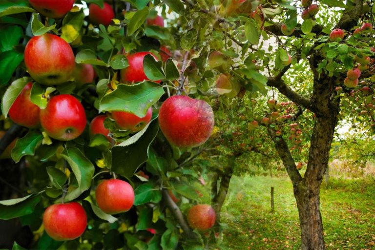 Cum se altoiesc pomii toamna. Fă asta și vei avea parte de fructe zemoase și delicioase