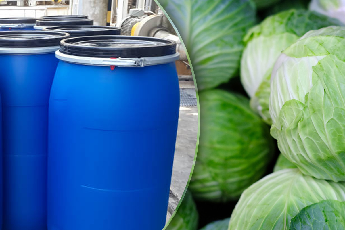 Cum se așază varza în butoi