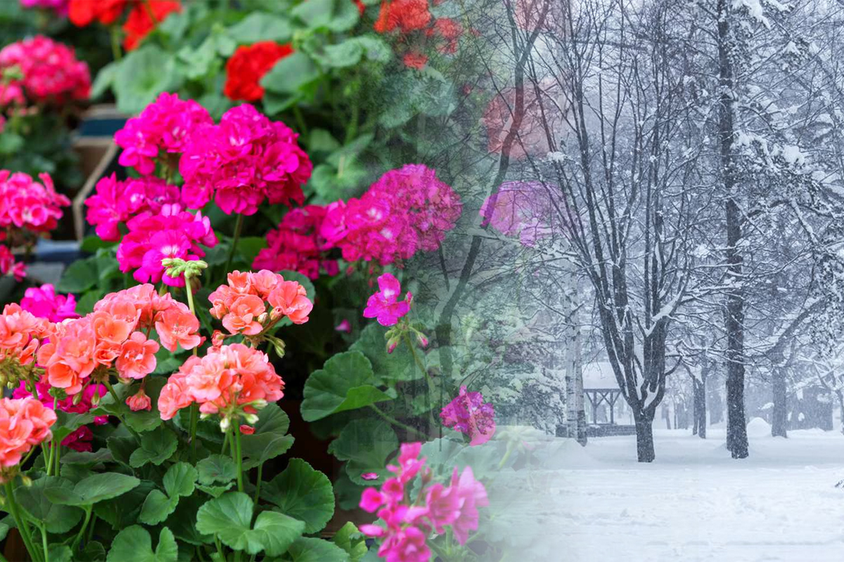 Cum se îngrijesc mușcatele iarna