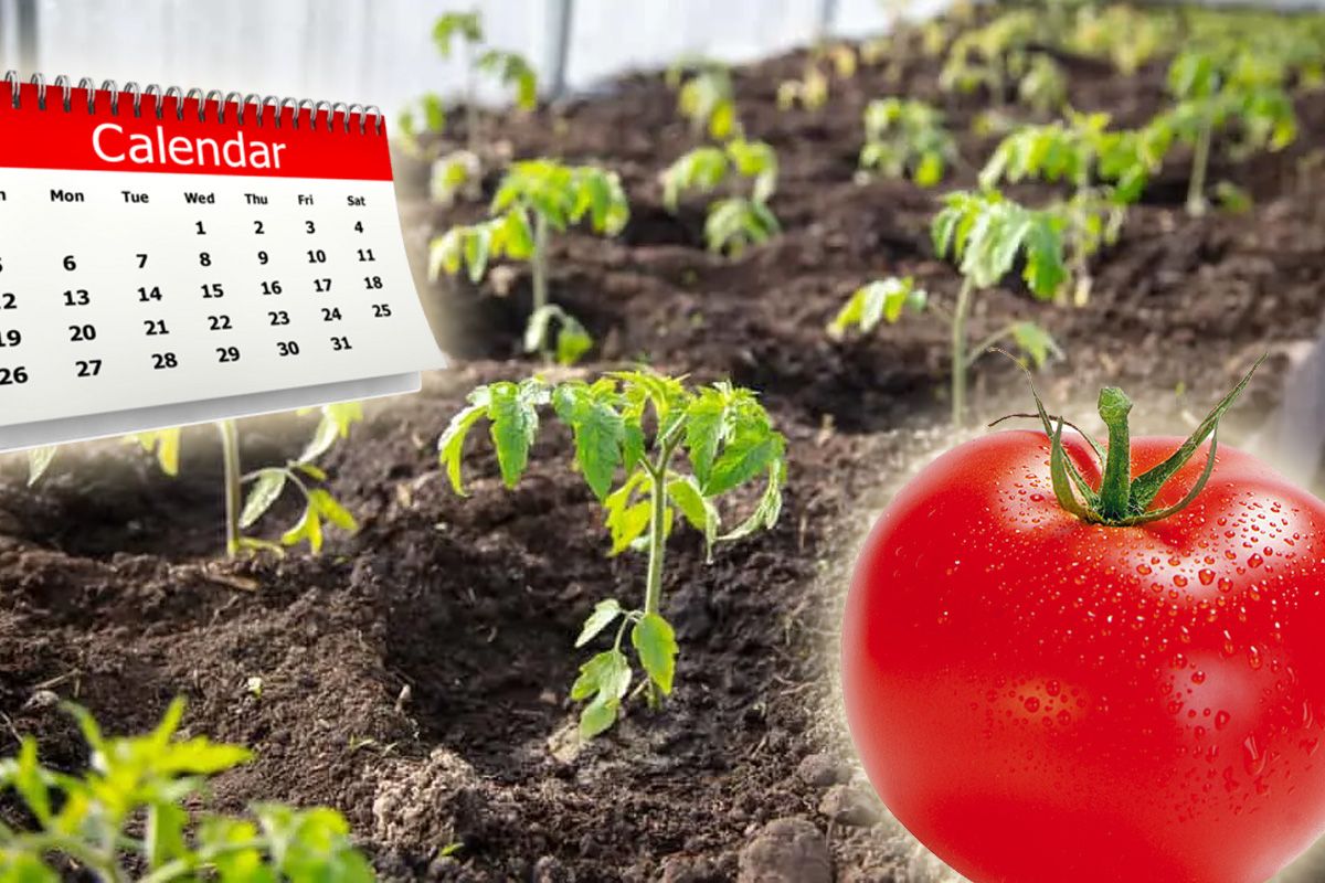 De ce gospodarii de la țară îngroapă roșiile în pământ, în luna octombrie. Metoda inedită cu rezultate neașteptate