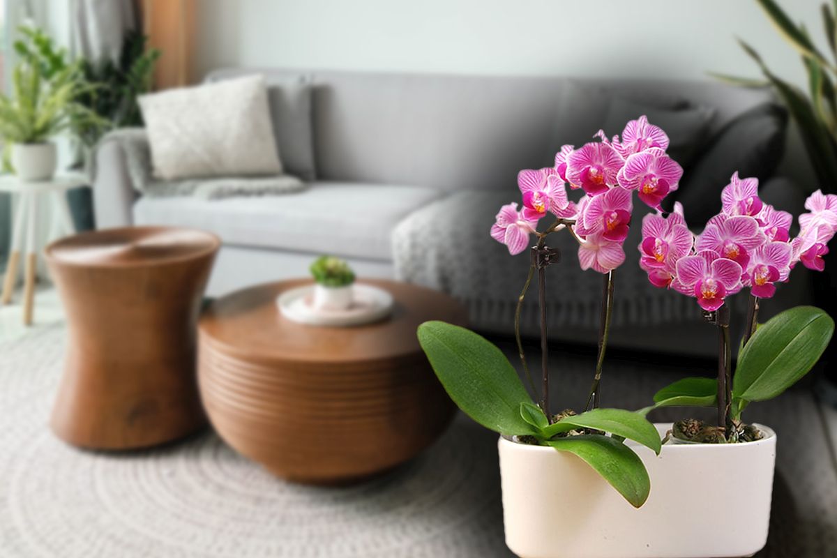 De ce mucegăiesc orhideele, de fapt. Greșeala pe care o fac multe persoane