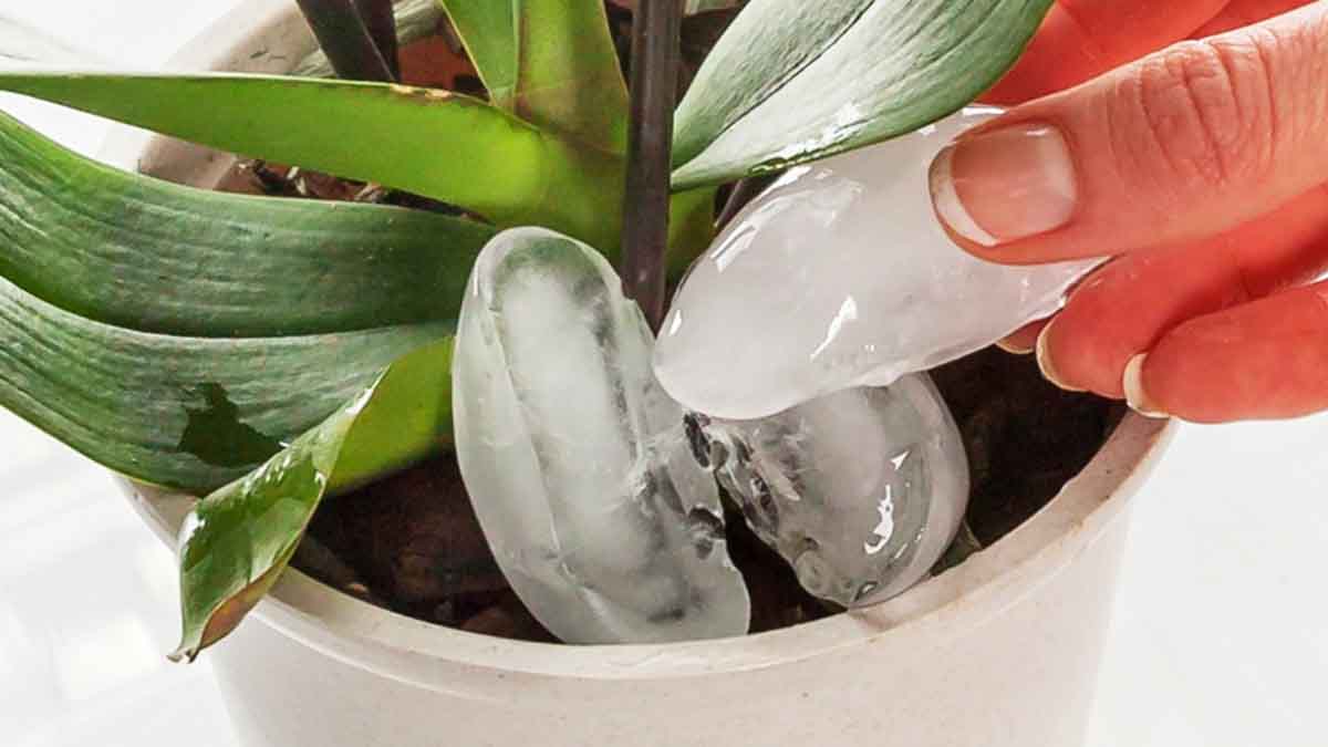 De ce se pun cuburi de gheață în ghiveciul cu flori