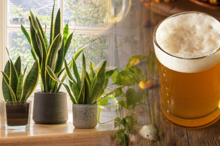 De ce se pune bere la plante. Trucul genial care te ajută să ai plante sănătoase și pline de flori