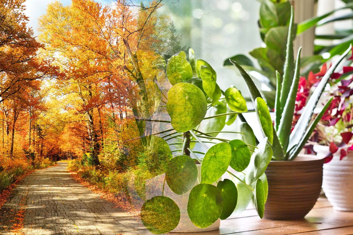 Floarea pe care să o ții în casă, în luna octombrie. Motivul te va surprinde total