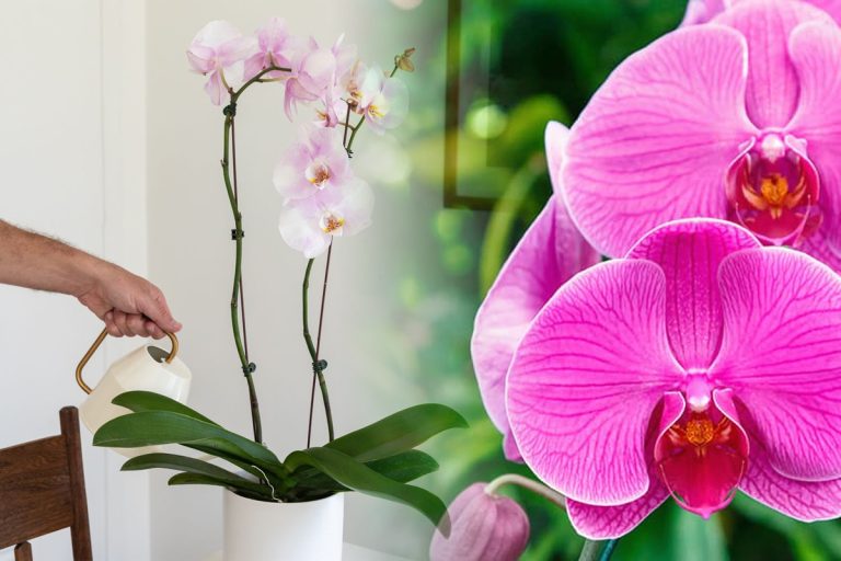 În ce perioadă din an înfloresc orhideele. Ce să faci pentru a provoca o nouă înflorire, trucul funcționează de fiecare dată