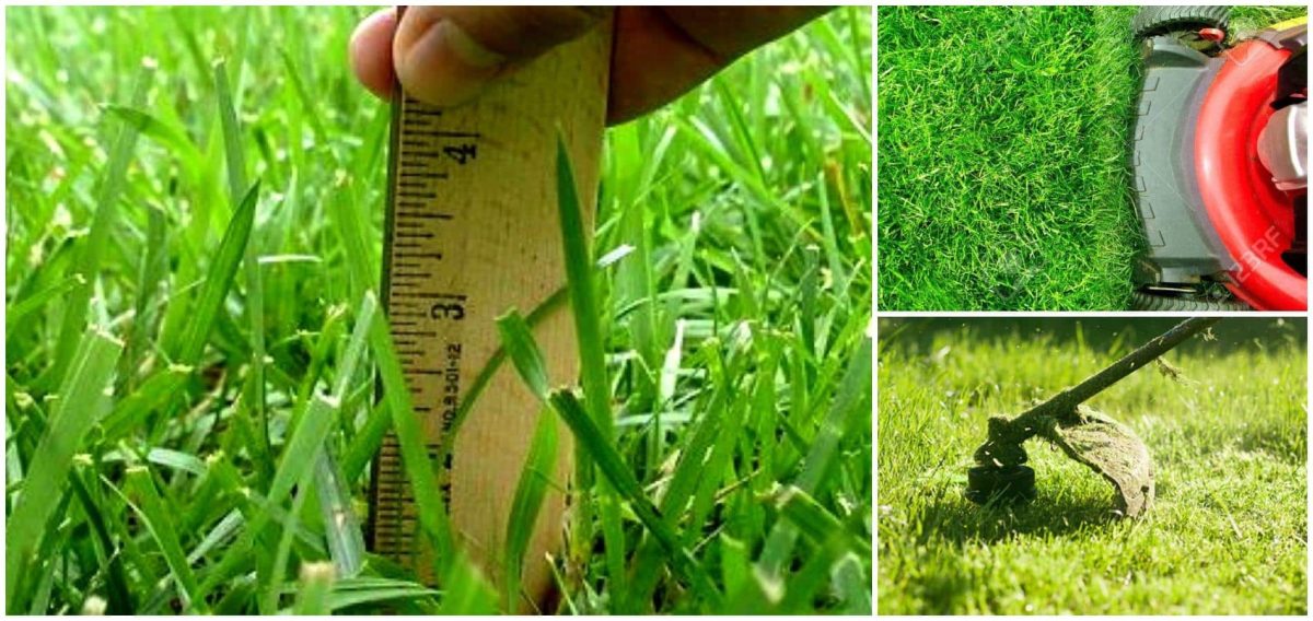 Îngrijirea gazonului toamna