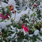 Localitatea din Romania unde este iarna in toata regula 1