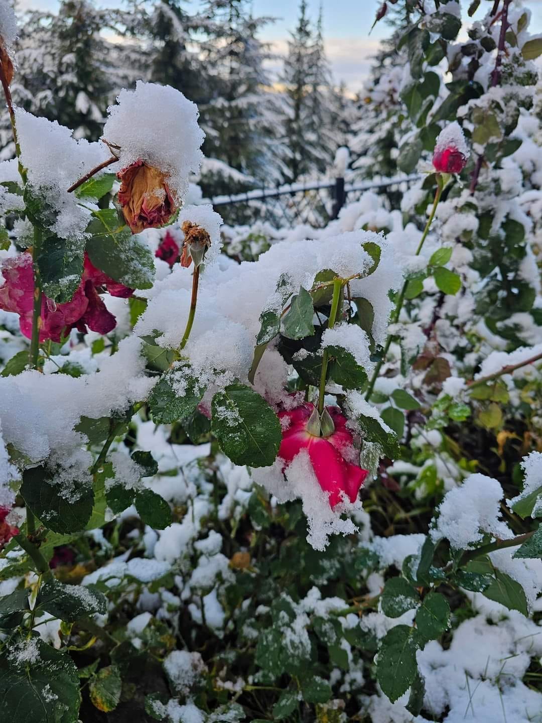 Localitatea din Romania unde este iarna in toata regula 1