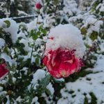 Localitatea din Romania unde este iarna in toata regula 3