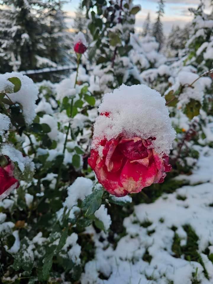 Localitatea din Romania unde este iarna in toata regula 3