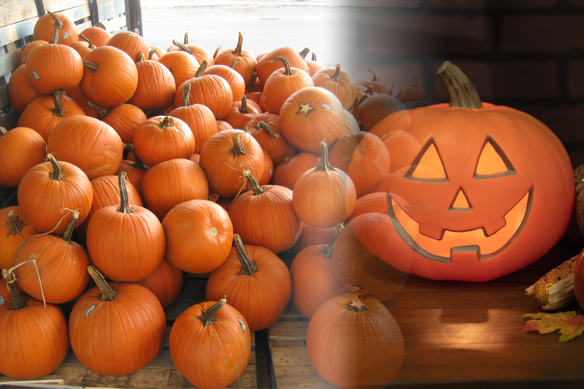 Modele de dovleci de Halloween 2023