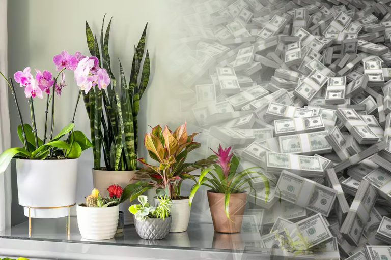 Planta care te ajută să ai succes la bani. În ce loc din casă e bine să o așezi și cum se îngrijește corect