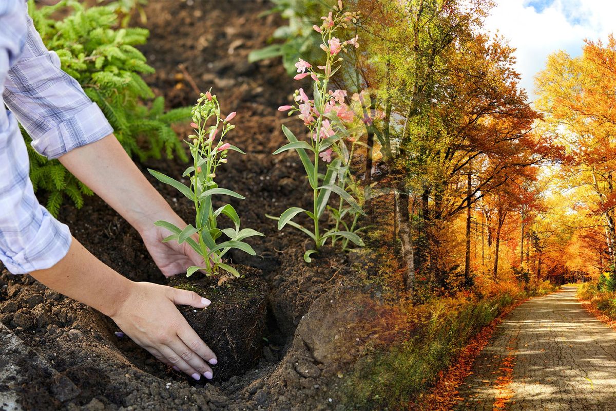 Planta pe care să o cultivi în grădină până la sfârșitul lunii octombrie. E rezistentă la frig și dă roade bogate