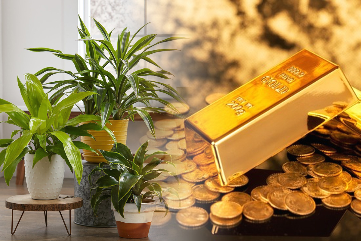 Planta pe care trebuie sa o ai in casa pentru a atrage prosperitatea