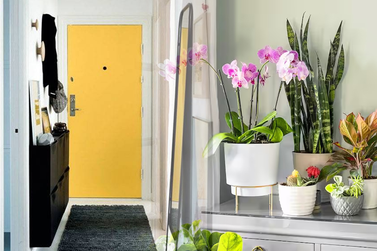 Plantele pe care sa le tii la intrarea in casa pentru noroc