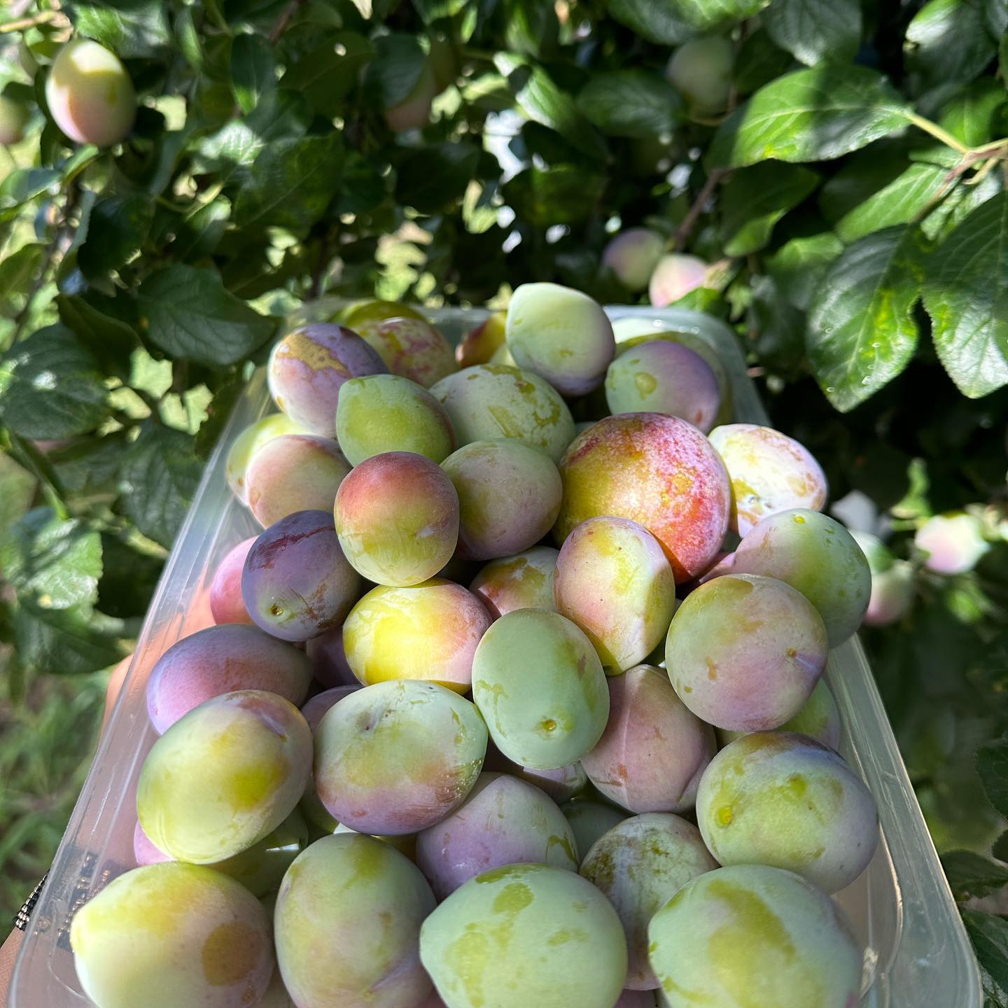 Cu ce se ocupă fratele mai mare al Adelei Popescu