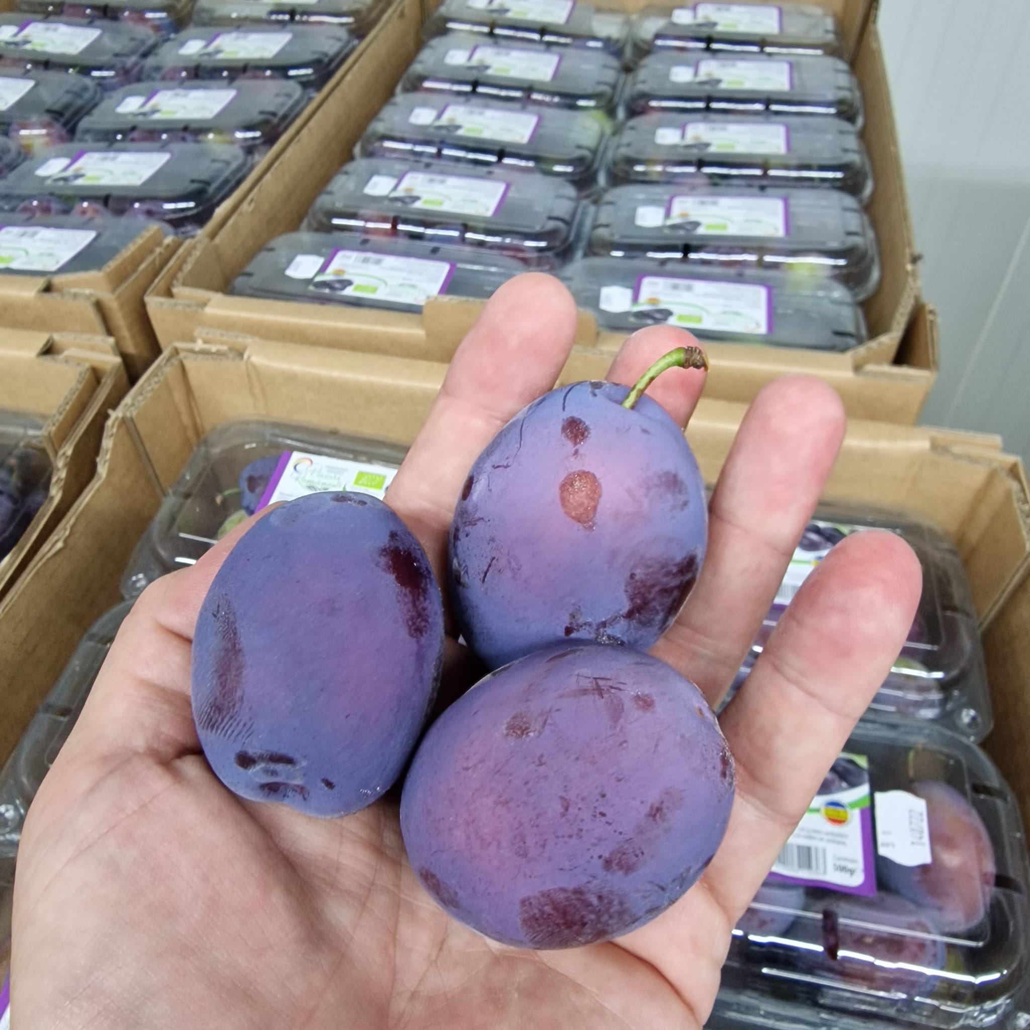 Cu ce se ocupă fratele mai mare al Adelei Popescu