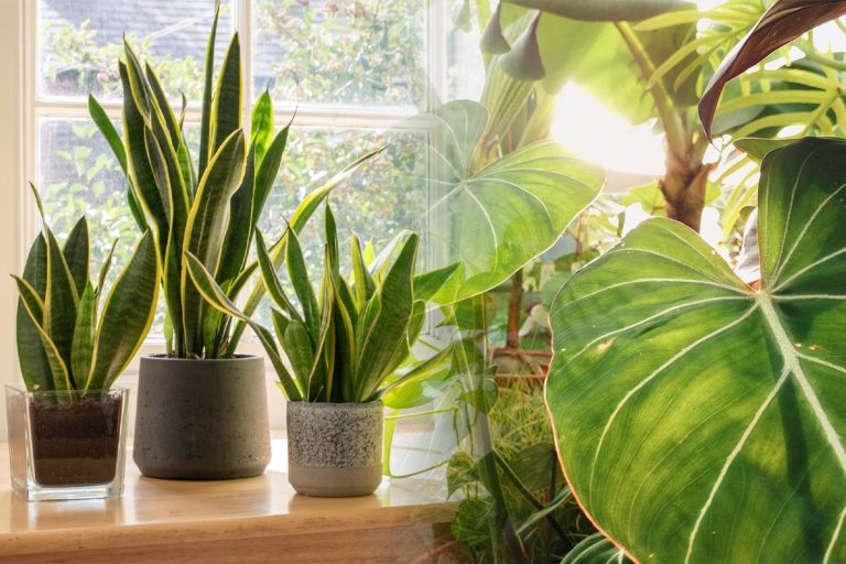 Singura plantă care poate rezista și două săptămâni fără apă. Nu se ofilește deloc și îi place umbra