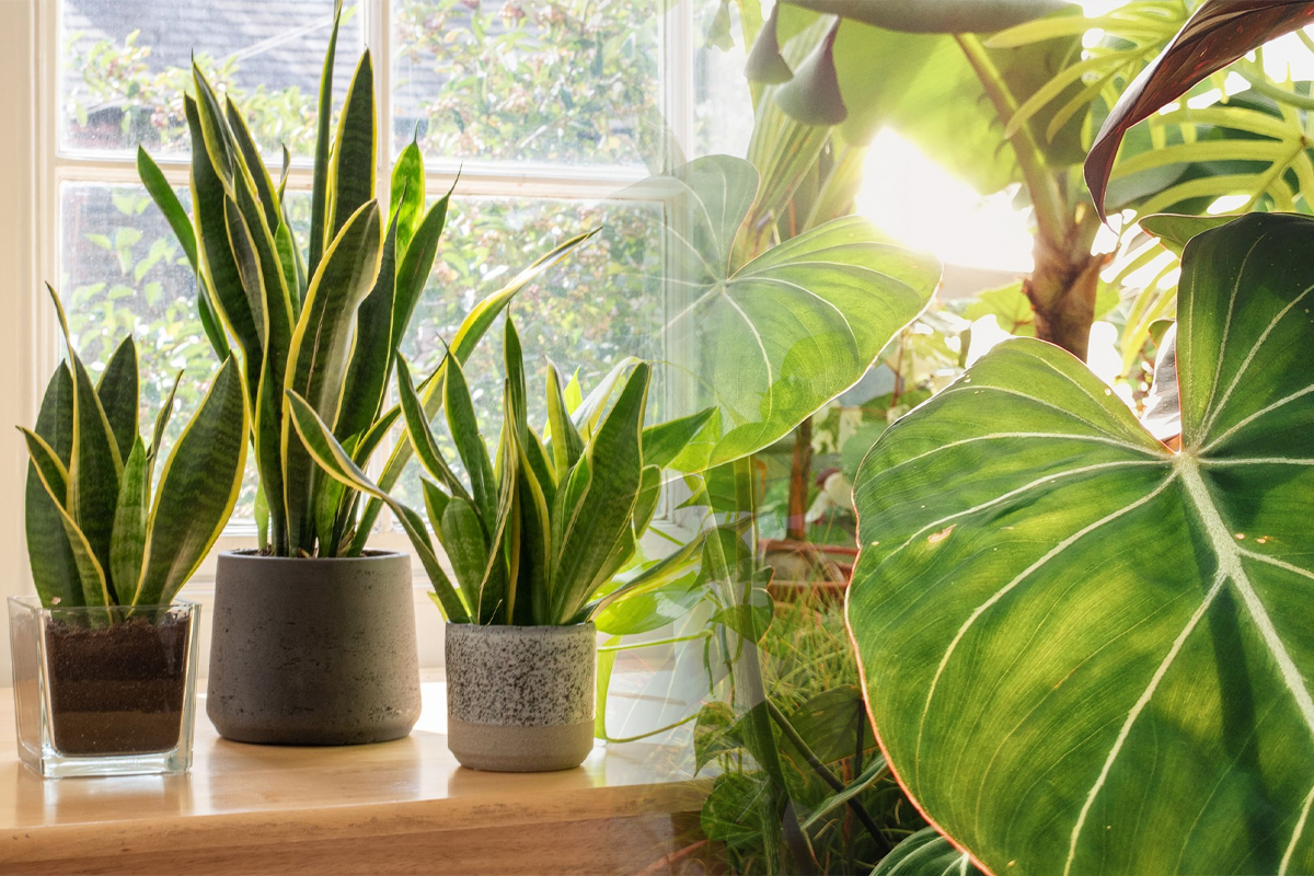 Singura planta care poate rezista si doua saptamani fara apa. Nu se ofileste deloc si ii place umbra