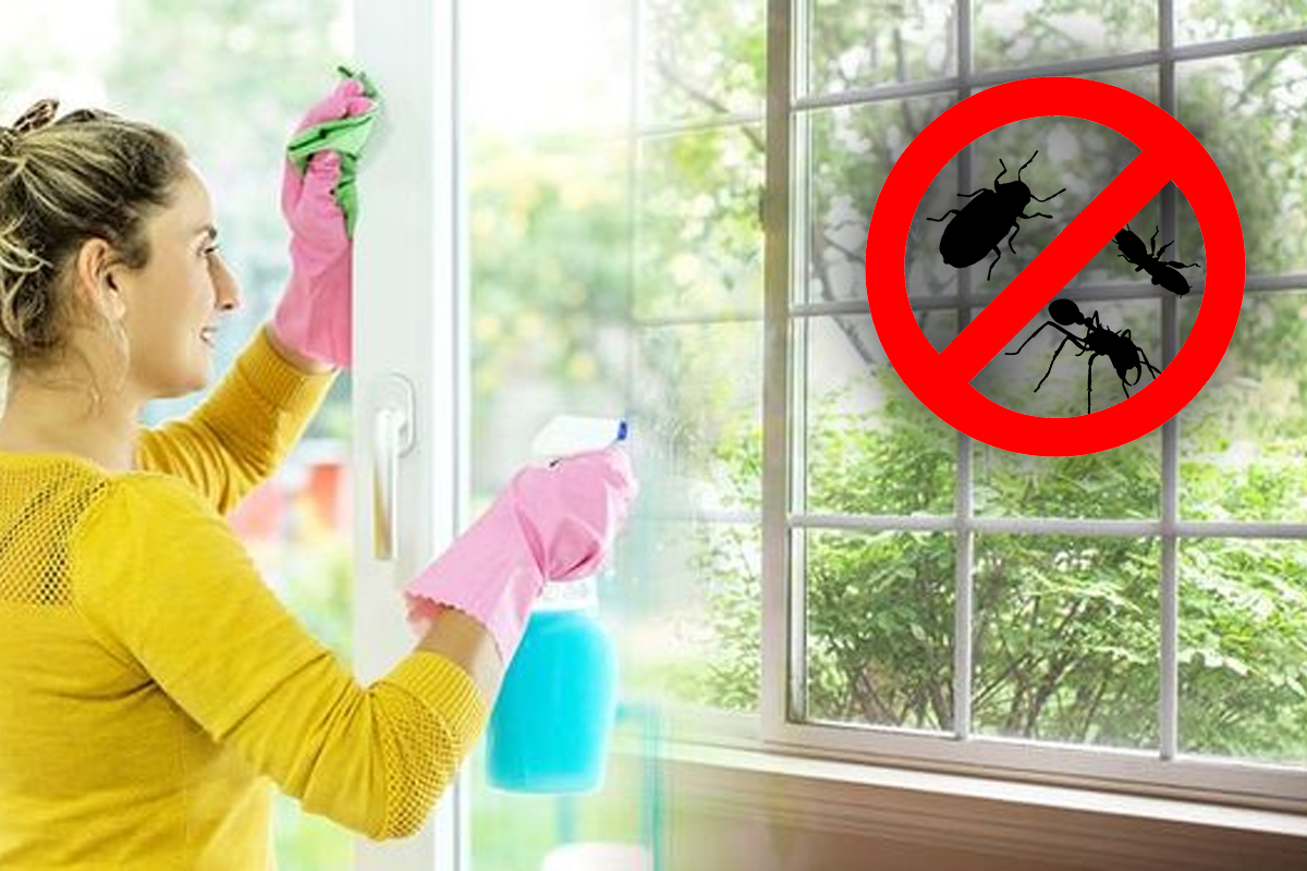 Trucul care te ajuta sa tii departe plosnitele de casa ta