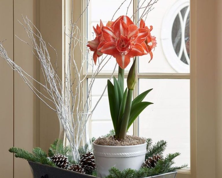 5 plante de interior care înfloresc pe tot parcursul anului. Sunt ușor de întreținut, trebuie să le ai în casă