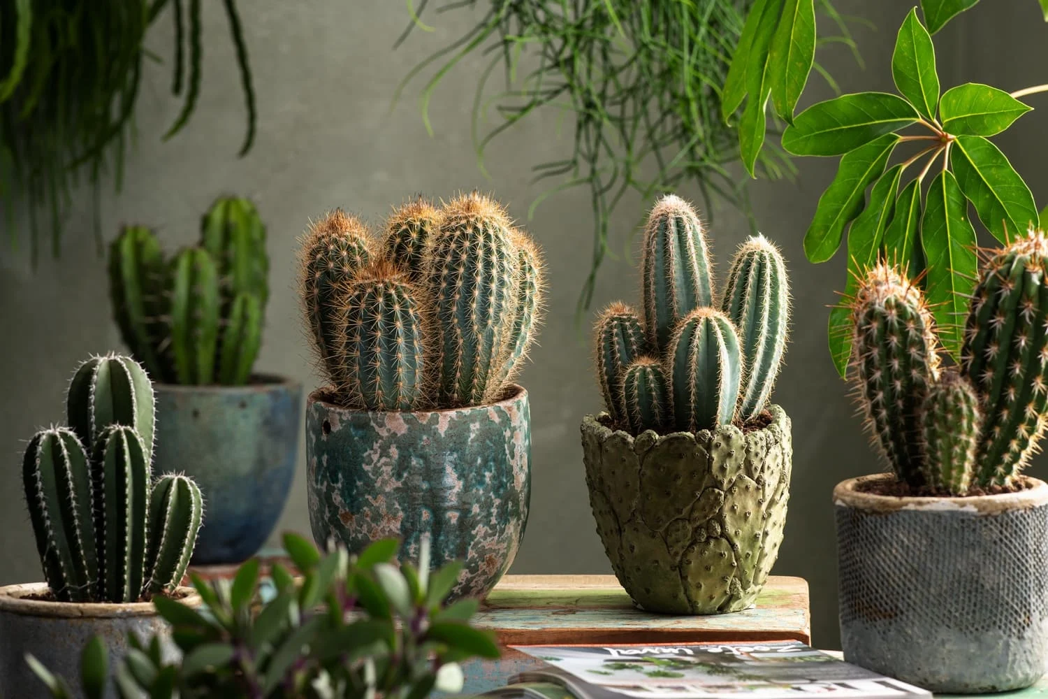 Plantele de apartament care îți poartă ghinion la bani