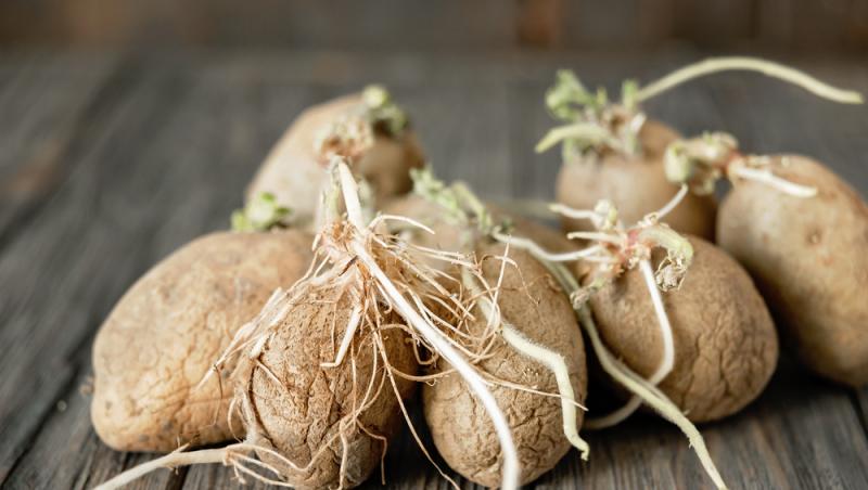 Ce să pui în lada cartofilor ca să nu mai încolțească