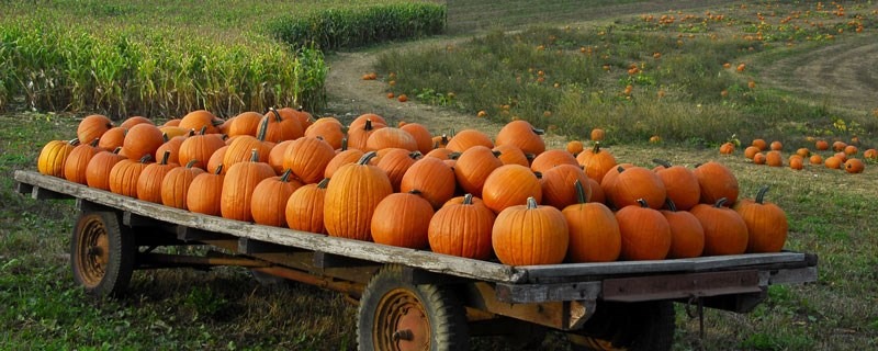 Ce trebuie să faci urgent în grădină pentru ca vara viitoare să ai recolte bogate