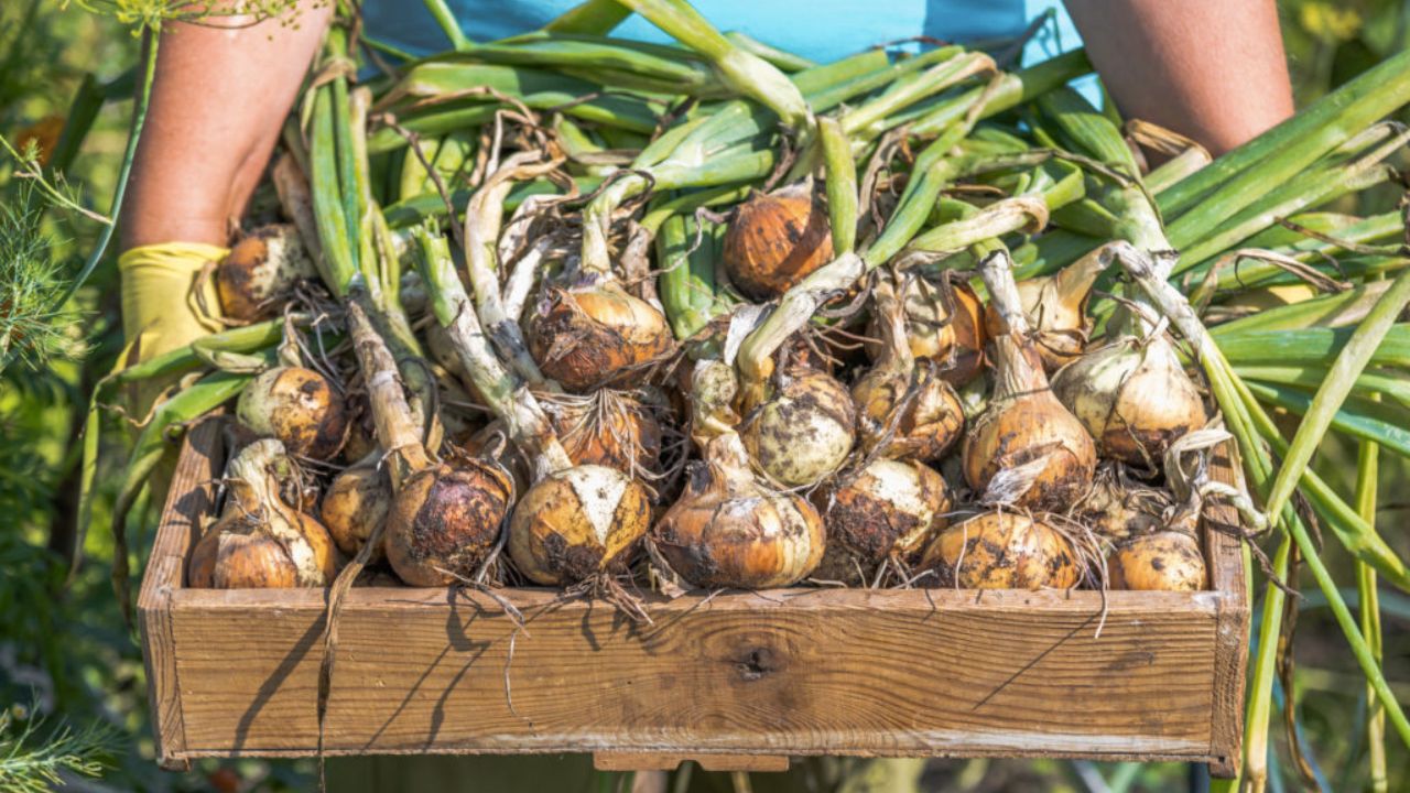 Ce să plantezi după ceapă în grădină
