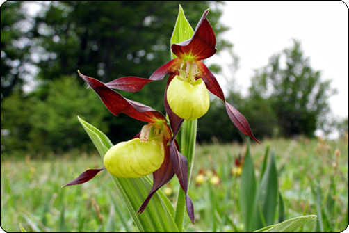 Papucul Doamnei (Cypripedium calceolus)