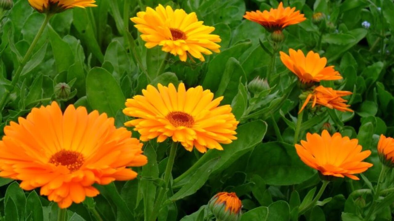 Ce semnificație au gălbenelele. De ce sunt speciale, X moduri surprinzătoare în care le poți folosi