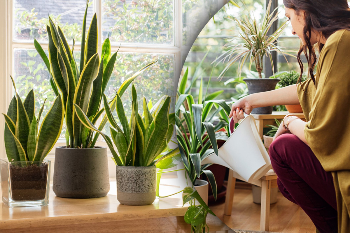Cu ce sa stropesti plantele din casa pentru o inflorire spectaculoasa. Amestecul puternic, ce trebuie sa adaugi de fapt in apa
