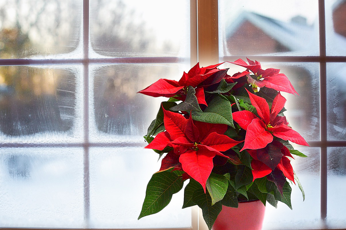 Cum se îngrijește corect Crăciunița