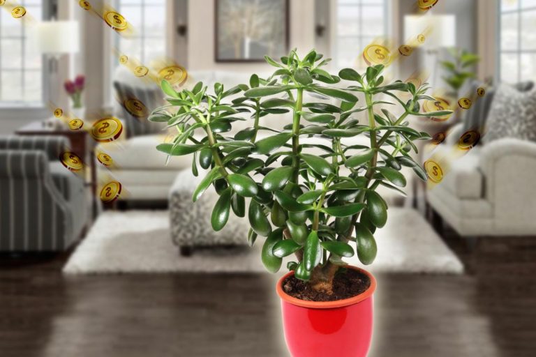 Cum se îngrijește corect arborele de jad sau copacul banilor. 3 motive pentru a-l avea în casă
